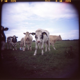 Curious Cows at Steart Point - boliston