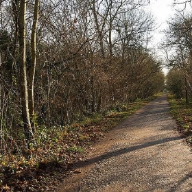 Forest Way - Chris. P