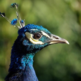 Peacock on Brownsea Island / I've Got My Eye On You - Ian D Nolan