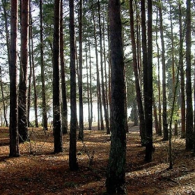 Trees - Ed.ward