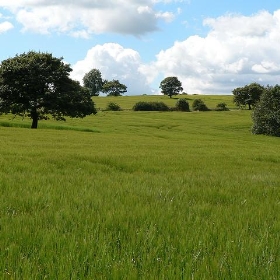 Barley field - James Preston