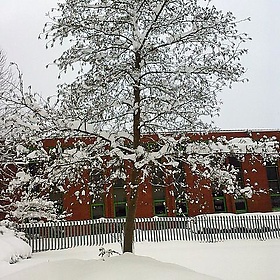 Snowy tree - lostajy
