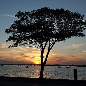 Tree Silhouette - peter pearson