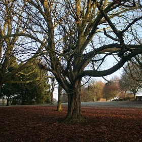 Autumn Morn - Twisted Tree - flamesworddragon