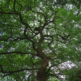 Tree of life - madnzany