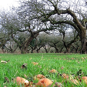 The Old Apple Orchard, Wisbech St. Mary - scrumpyboy