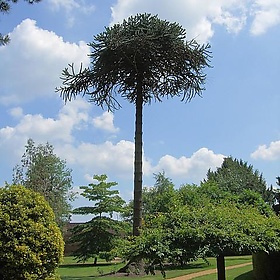 Monkey Puzzle Tree (Araucaria araucana), Elgood's Brewery Garden, Wisbech. - Jim Linwood