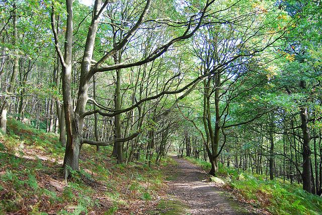Cromwell Wood