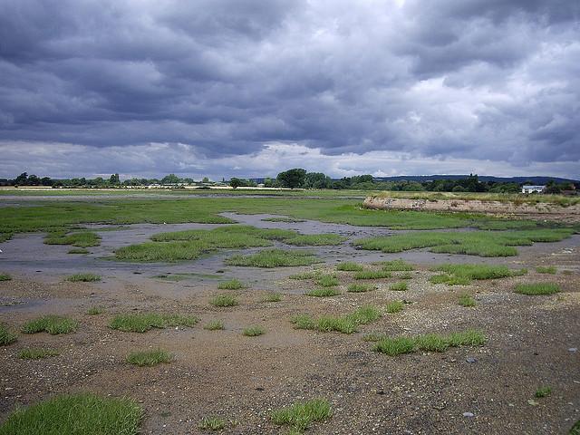 Salt marshes in Chichester Harbour