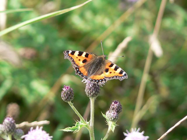 Tortoiseshell butterfly