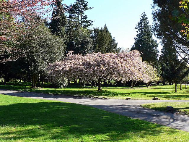 Blossom
