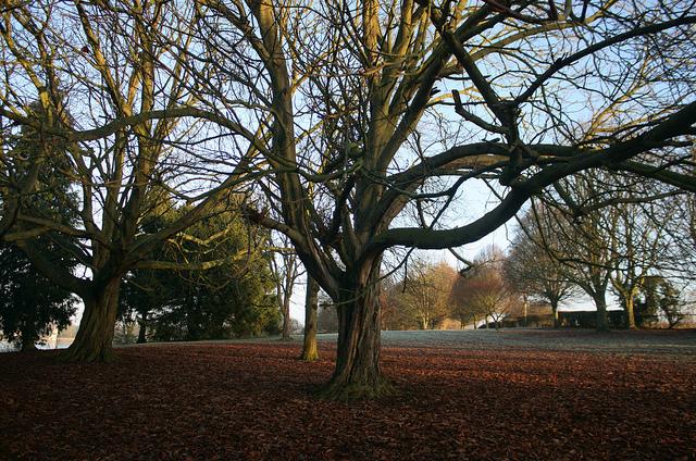 Autumn Morn - Twisted Tree