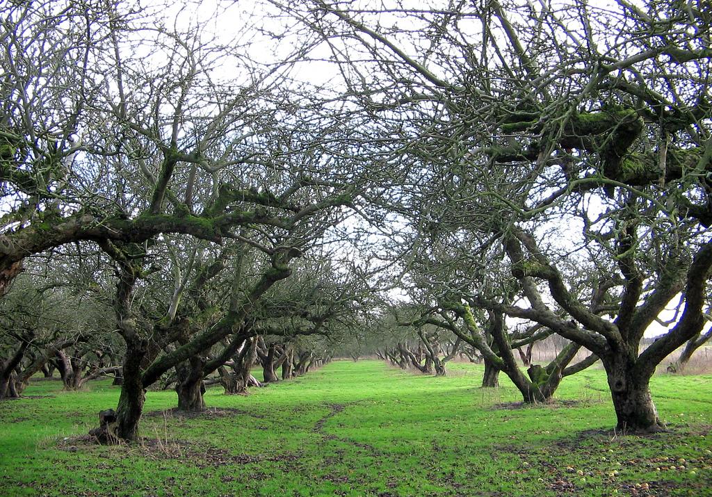 The Old Apple Orchard, Wisbech St. Mary