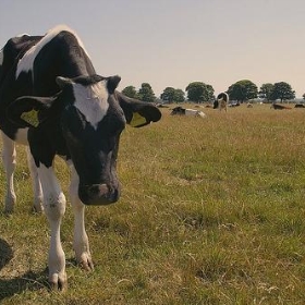 Cow[2] - Admond