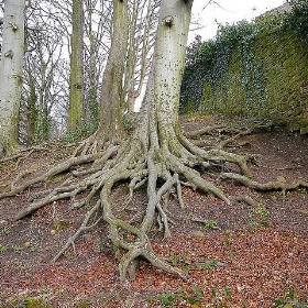 Tree roots - Tim Green aka atoach