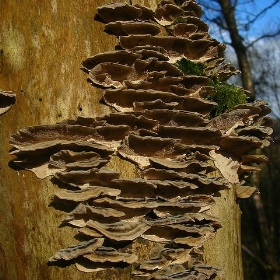 Bracket Fungus - MGSpiller