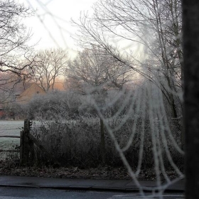 Frosted Cobwebs - Sorbus sapiens