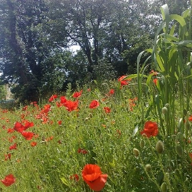 Poppies in a field, Kent 2 - suvodeb
