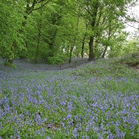 Bluebells - rightee