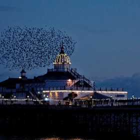 Starlings At Eastbourne - me'nthedogs