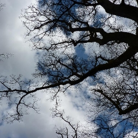 the bare branches of trees in spring - Martoneofmany