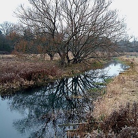 Winters Reflection - TheLizardQueen