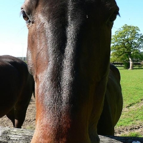 Why the long face? - lostajy