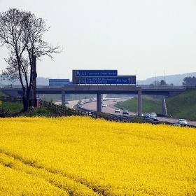 Oilseed Motorway - Lee Jordan