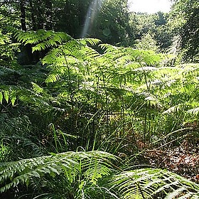 Ferntastic - Martin Yelverton