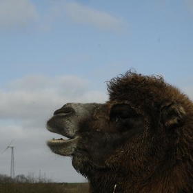Bactrian camel - Paul Stainthorp