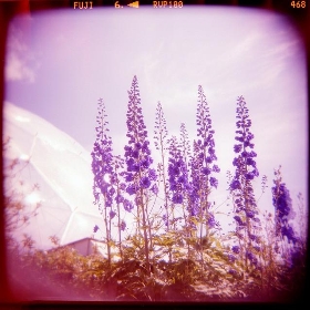 Eden Project Flowers - boliston