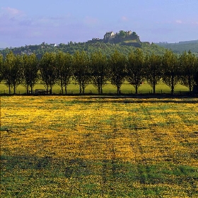 Buttercups,trees and Stirling castle - kenny barker