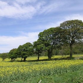 Trees In A Field - Lord Biro
