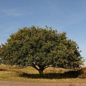 one tree - raider of gin