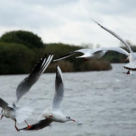 Gull flight - jez.atkinson