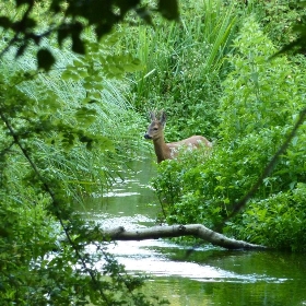Roe deer in stream 1a - Dluogs
