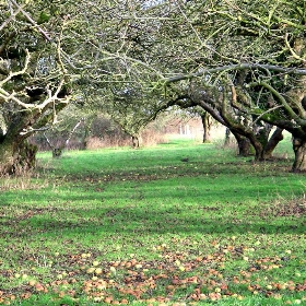 The Old Apple Orchard, Wisbech St. Mary - scrumpyboy