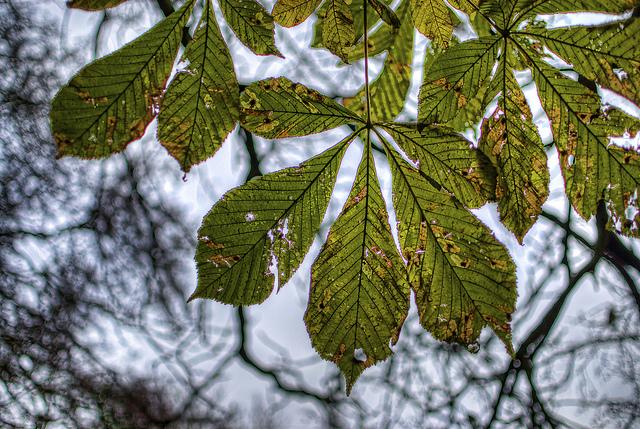 Leaves