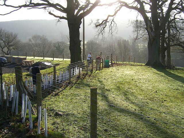 Tree Planting, Beckfoot