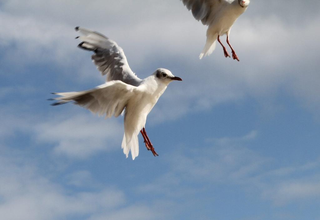 Sea guls' flight (Bournemouth beach, UK)