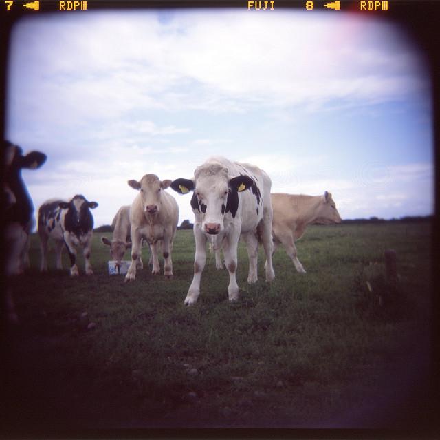 Curious Cows at Steart Point