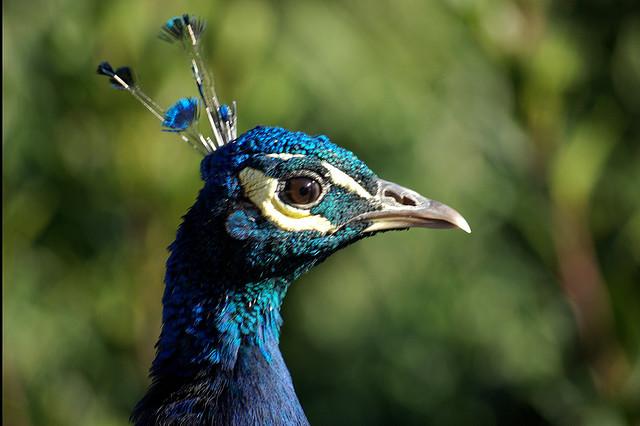 Peacock on Brownsea Island / I've Got My Eye On You