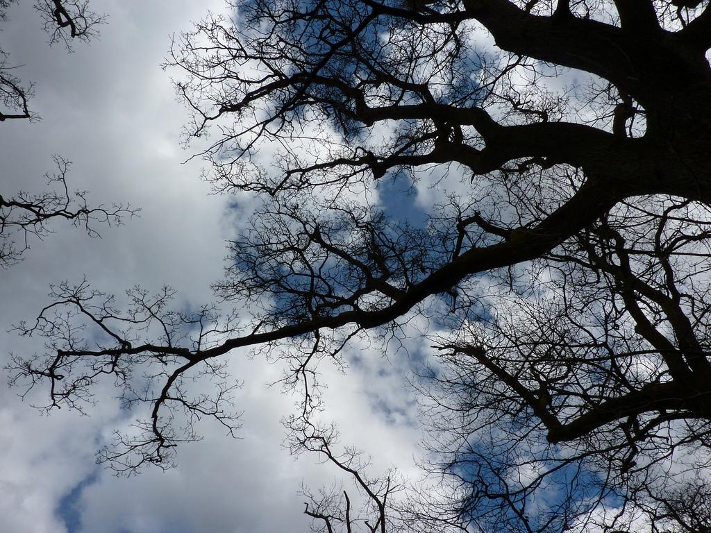 the bare branches of trees in spring