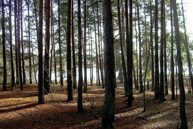 Trees