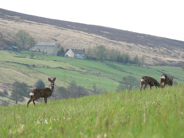 Deer