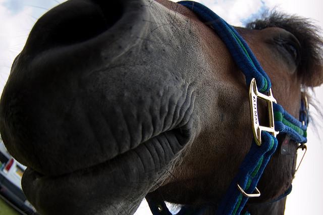 Nosey Horse