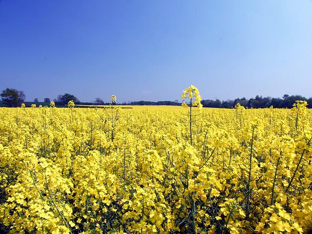 Fields of Gold