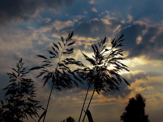 Evening light