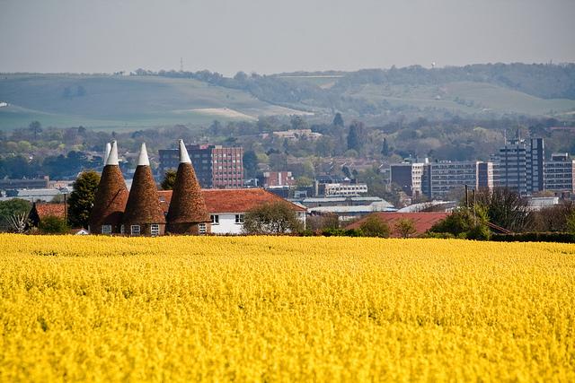 Maidstone from oilseed field