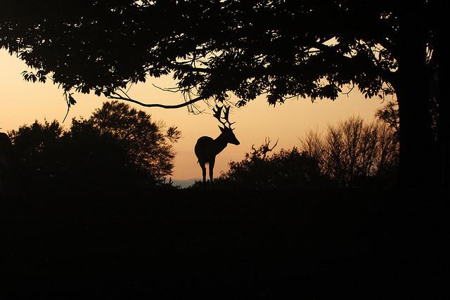 Deer in Knole Park